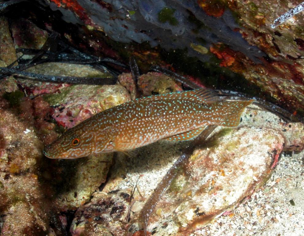 Labrus viridis